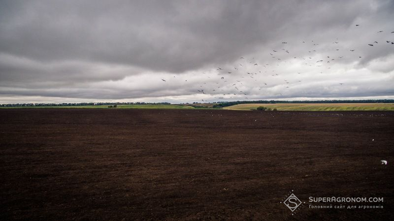 Білорусь скорочує посівні площі під озимими зерновими