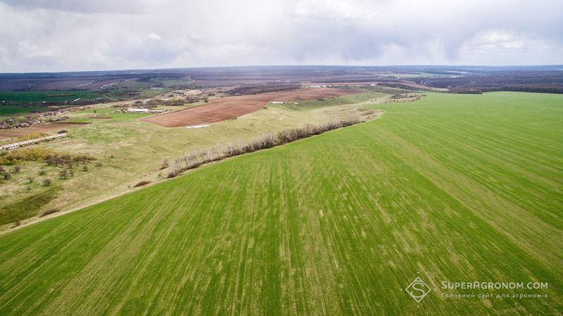 На Дніпропетровщині низькі сходи озимих культур