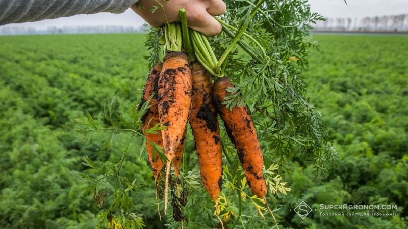 Вітчизняні господарства масово скорочують посівні площі під морквою