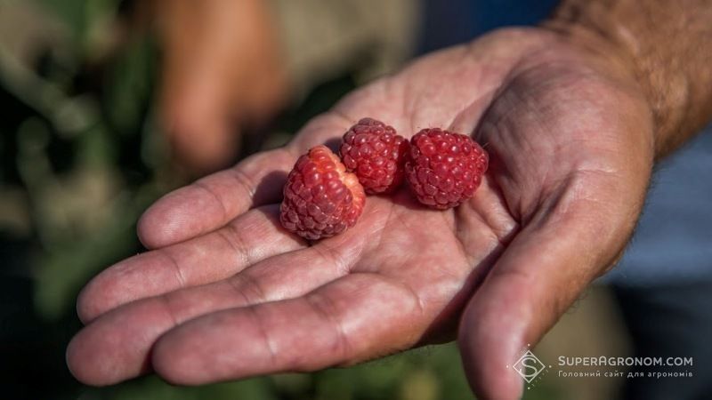 Лісівники Кіровоградщини взялись вирощувати ягідні культури