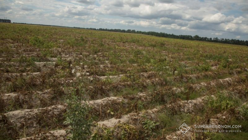 Цьогоріч посіви картоплі у країні зросли, проте площі під овочевими плантаціями зменшились