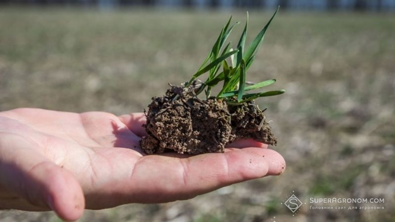 Сходи озимих на Полтавщині у задовільному стані