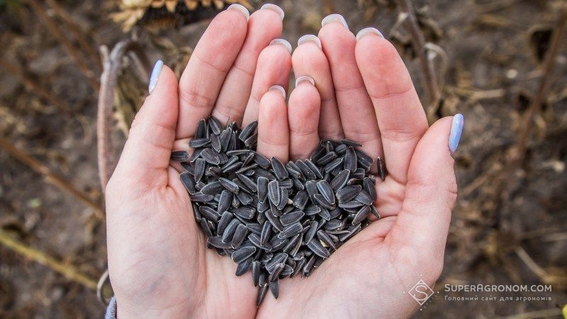 Валовий збір соняшнику на Донеччині зріс на третину