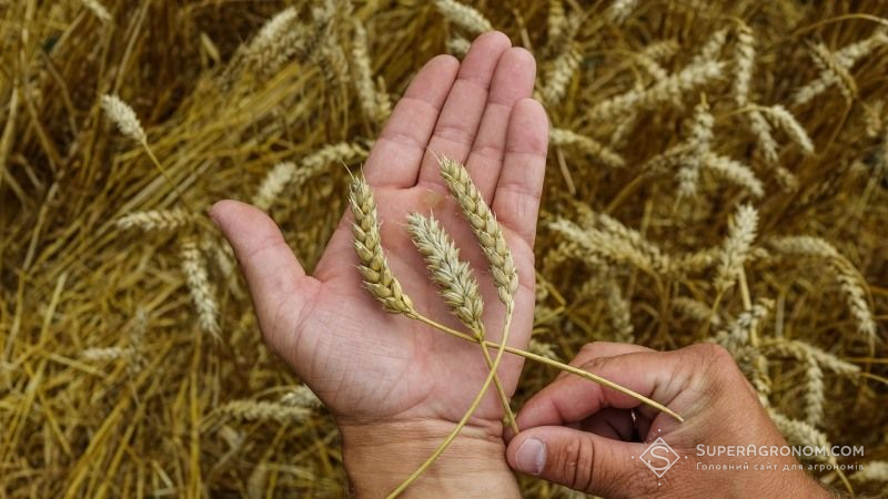 Цьогоріч Україна збере другий за обсягом врожай у новітній історії