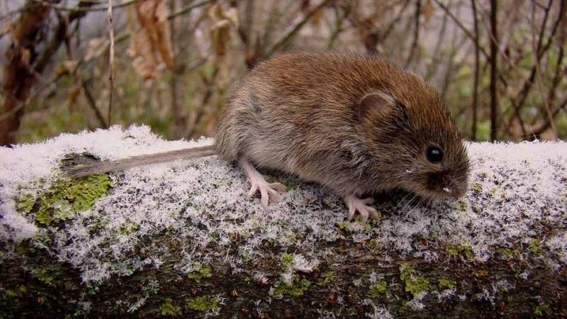 Гризуни завдають шкоди посівам озимих культур