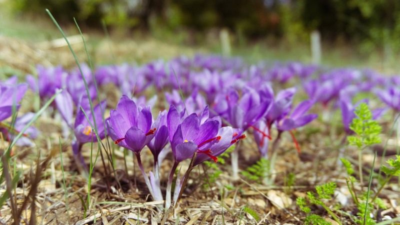 Перший урожай шафрану зібрали на Херсонщині