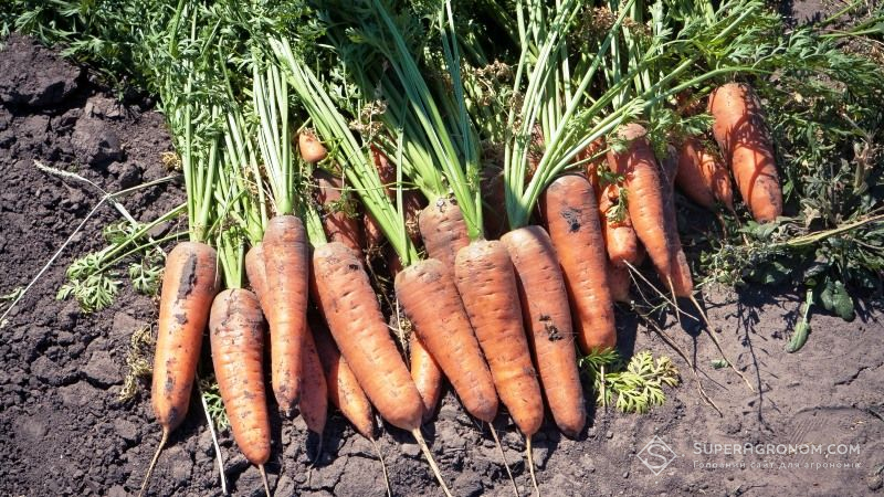 На зберігання урожаю моркви впливають строки її сівби