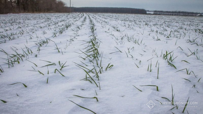 Посіви озимих на Донеччині припинили осінню вегетацію