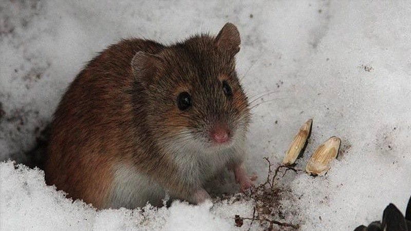 Талі води посприяли зменшенню популяції гризунів у посівах озимих культур