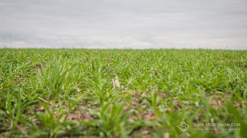 Посіви озимих культур на Кіровоградщині перебувають у доброму стані