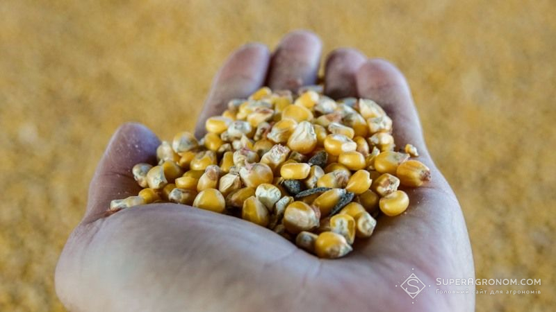 Запаси зерна кукурудзи в Україні складають понад 14 млн тонн