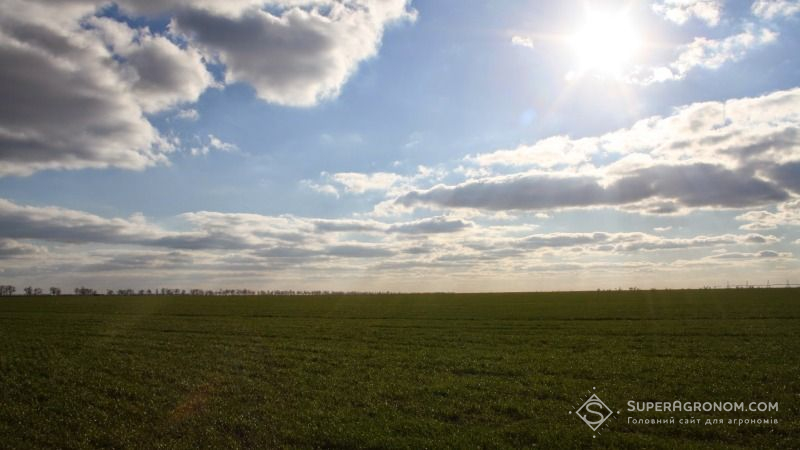 Частка площ слабких та зріджених посівів озимих зернових культур скоротилися на 3%