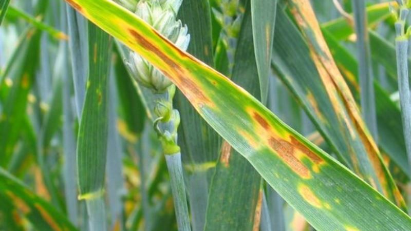 Вчені шукають нові механізми боротьби з іржею пшениці