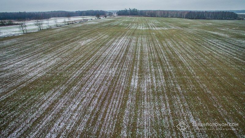 Більшість посівів озимих культур на Харківщині перебувають у задовільному стані