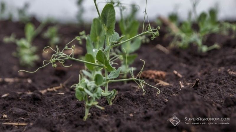 На Житомирщині та Вінниччині успішно вирощують озимий горох