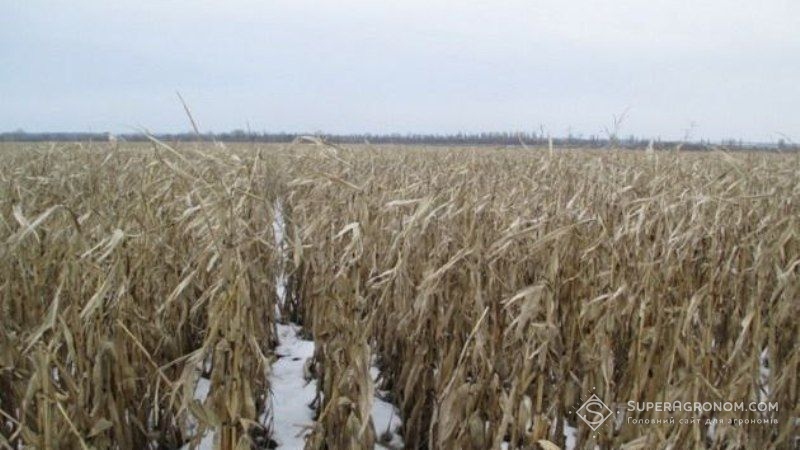 Перезимівля кукурудзи у полі призводить до накопичення мікотоксинів та зниження якості зерна