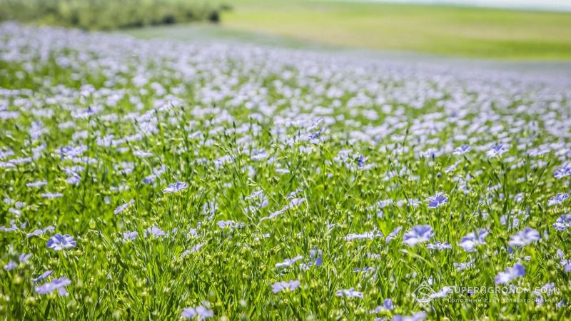 В Україні почнуть вирощувати насіннєвий льон