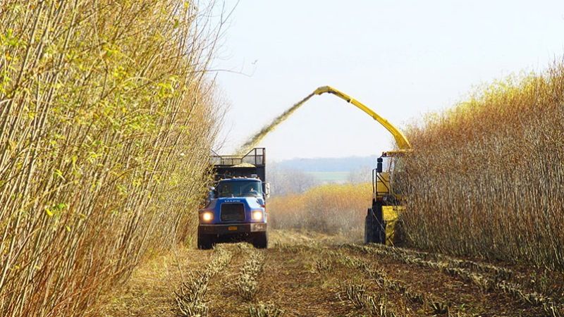 Житомирщина планує нарощувати площі під енергетичною вербою