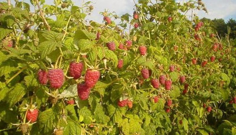 У Львові пройде воркшоп «Початок нового сезону у органічному ягідництві»