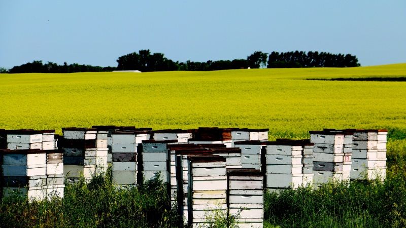 Єврокомісія заборонила використання неонікотиноїдів на відкритому повітрі