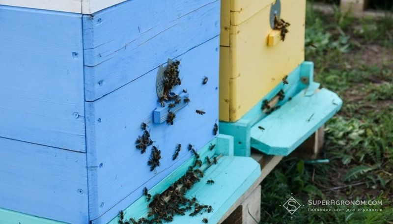 У Гогенгеймському університеті не згодні з забороною використання неонікотиноїдів