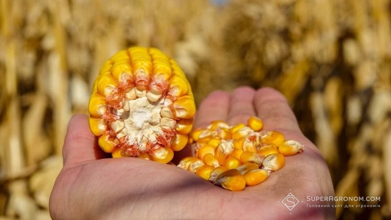 Виробництво кукурудзи в Україні в 2018 році може перевищити 28 млн. т