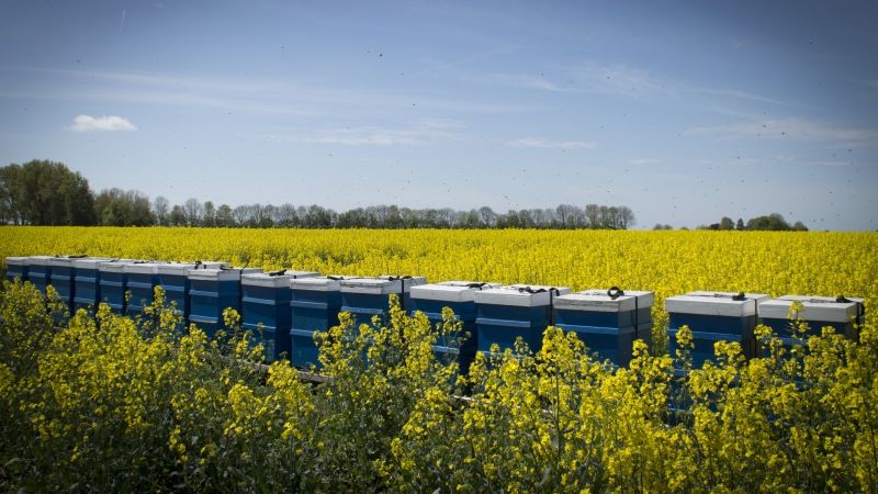 Волинські пасічники судитимуться з аграріями через масову гибель бджіл