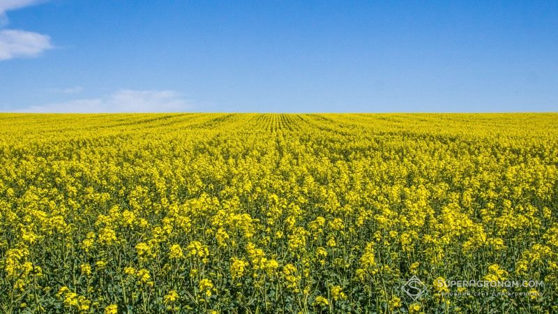 Обприскування ріпаку завершилось масовою загибеллю бджіл на Дніпропетровщині