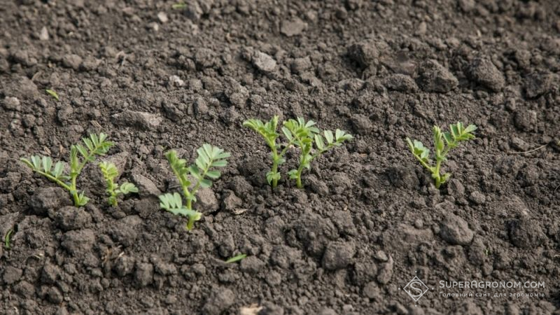 На Тернопільщині розпочали вирощувати нут