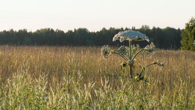 На Львівщині ліквідували 362 га борщівника Сосновського