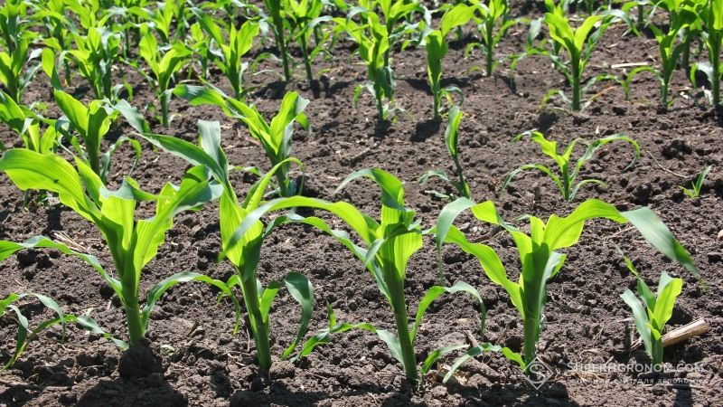 Аграріїв північно-західних областях України попереджають про можливий розвиток пліснявіння проростаючого насіння і сходів кукурудзи