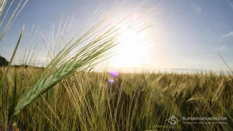 В Європі розпочались жнива озимого ячменю