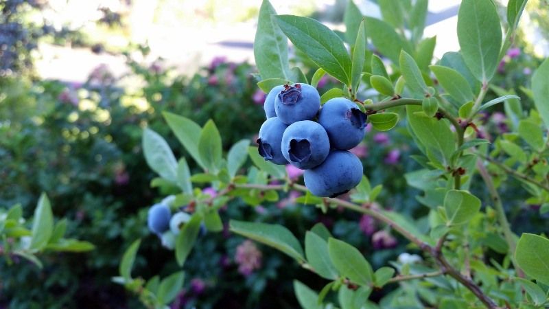 Волинь продовжує нарощувати виробничі площі під плантаціями лохини