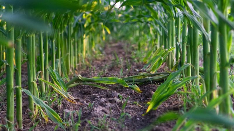 В'єтнам стрімко нарощує площі під ГМ-кукурудзою