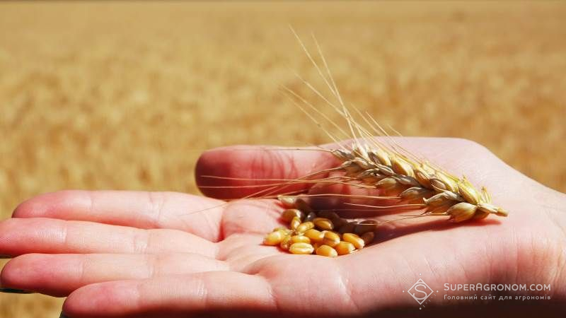В Україні розпочато перегляд державного стандарту на якість пшениці