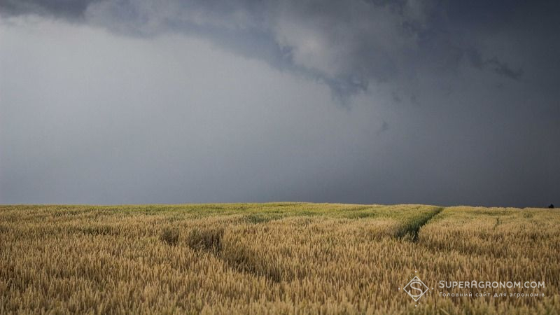 Рясні дощі позмивали врожаї херсонських аграріїв