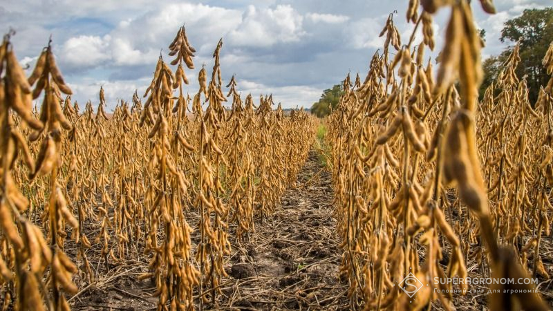 До 80% сої і 10% кукурудзи в Україні вирощується з ГМ-насіння — думка