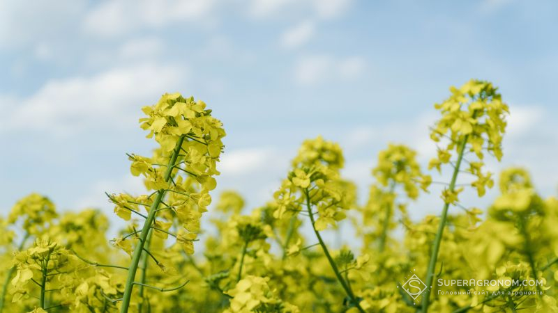 Сотні аграріїв звернулись до Президента з вимогою підписати соєво-ріпаковий законопроект