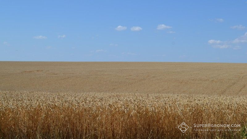 Погода в Україні перешкоджає завершенню жнив ранніх зернових