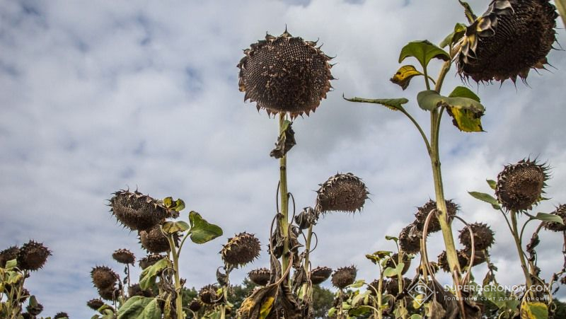 Огляд закупівельних цін на сільськогосподарську продукцію у період з 13 по 17 серпня