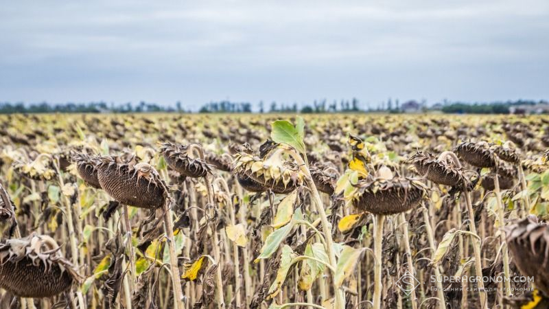 На Запоріжжі розпочато жнива соняшнику та кукурудзи