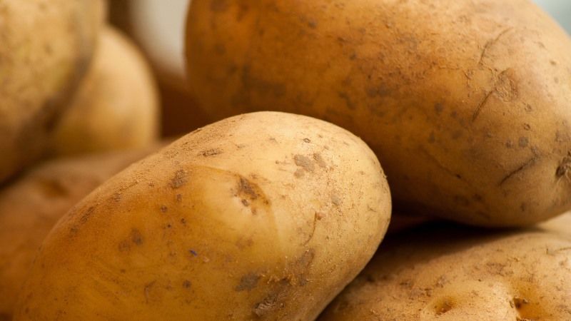 Німецькі селекціонери представили нові універсальні сорти картоплі