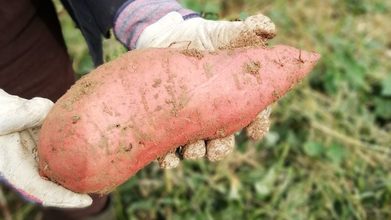 Зарубіжні селекціонери вивели новий універсальний сорт батату