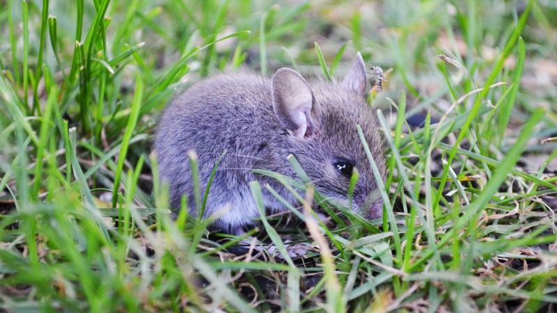 У пошуках корму гризуни мігрують у посіви озимини