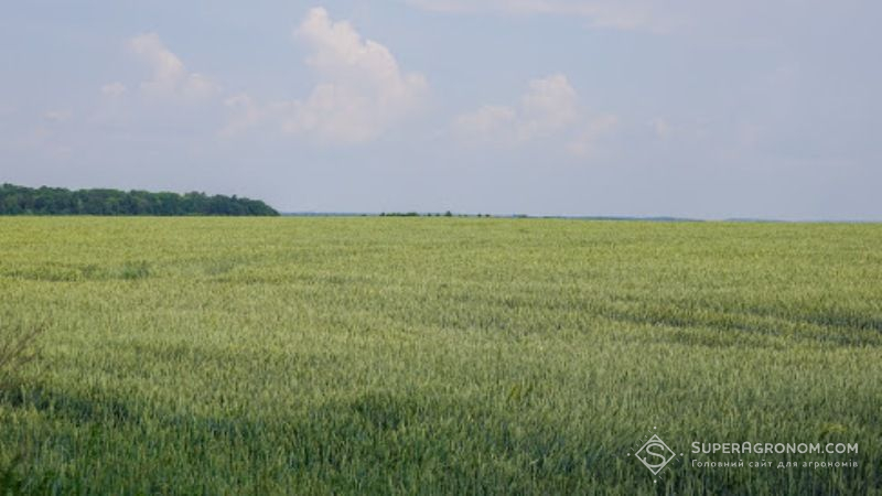 У рейтингу європейських виробників органіки Україна посідає 11 місце