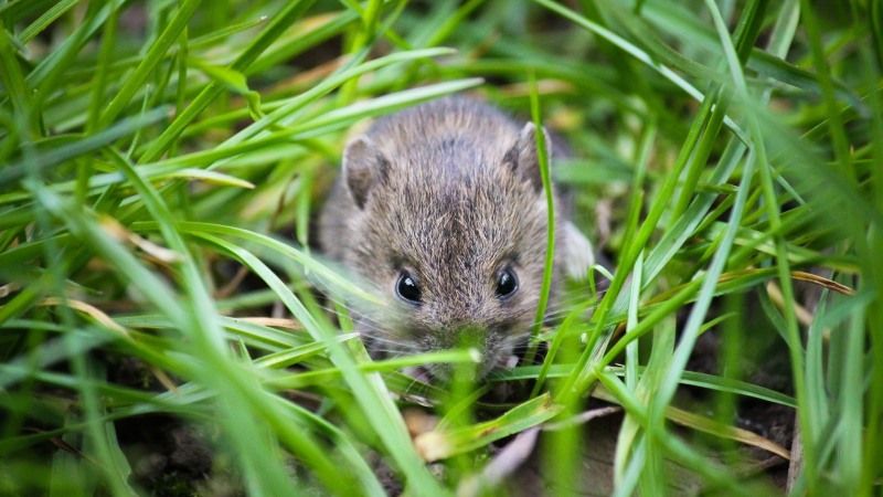 Визначено в яких регіонах шкодочинність гризунів на полях найвища