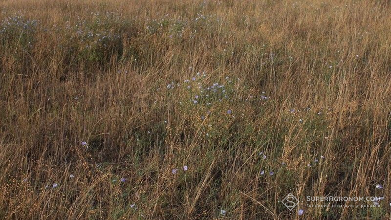 На Чернігівщині запроваджено карантин через пасмо льону