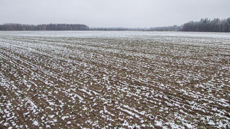 Чернівецькі аграрії відзвітували про стан посівів озимих в області