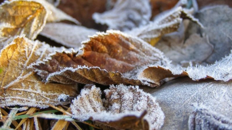 До кінця тижня в Україні похолоднішає до мінус 15°С