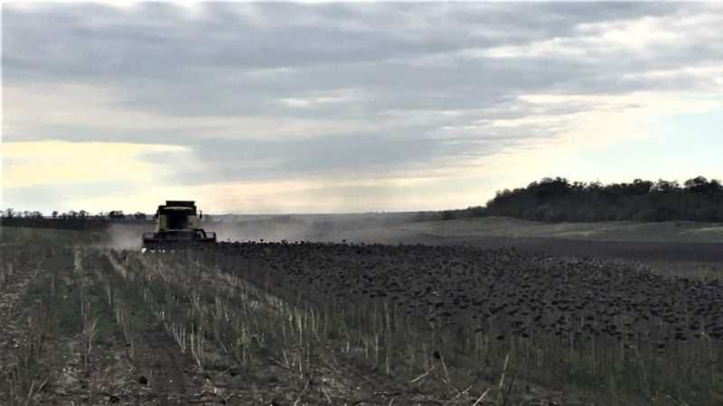 На Запоріжжі зібрали врожай безхазяйного соняшнику